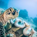 Reef Encounter