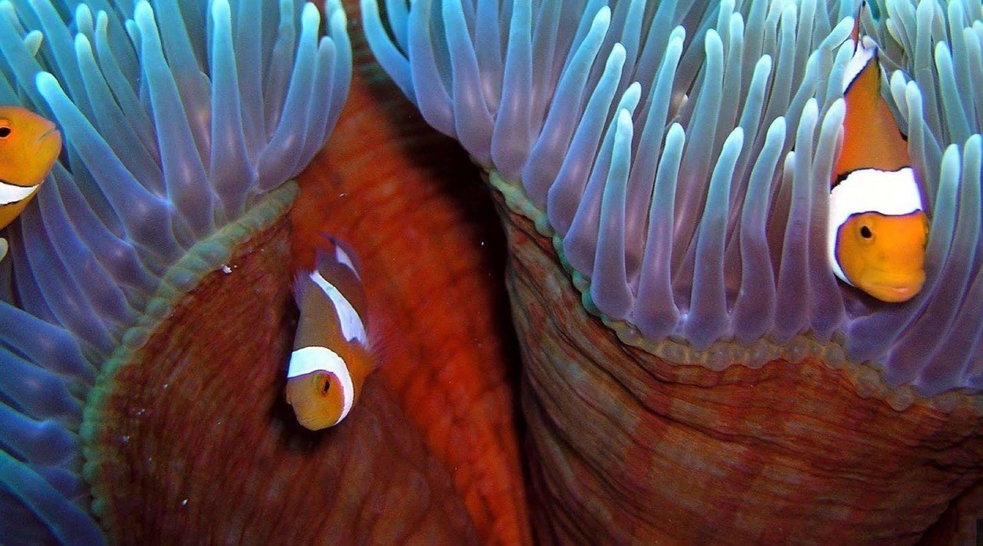 Botel Reef Encounter Cairns